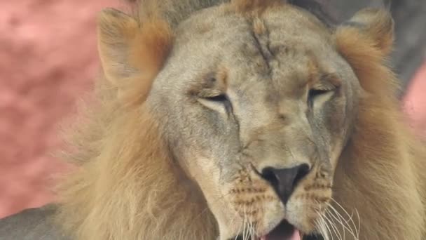 狮和狮女张嘴 在森林里 丛林之王咆哮着细看着牙齿 狮子头 靠近一点 非常详细 恩戈龙戈罗保护区的吼叫声 狮子坐着 密切注视着镜头的狮子 丛林之王狮子 — 图库视频影像
