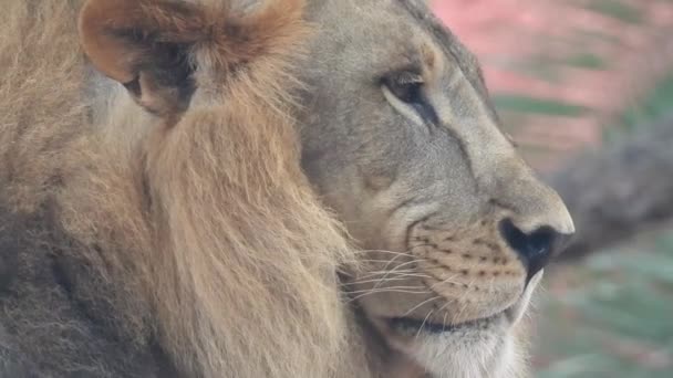 Oroszlán Oroszlán Kinyitják Száját Dzsungel Király Üvölt Részletes Kilátás Fogak — Stock videók