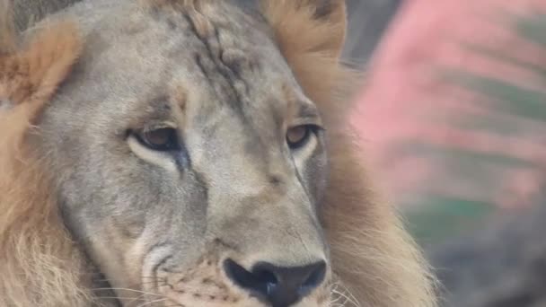 ライオンとライオンの口を開く ジャングル王森の中で歯の詳細なビューを轟音 ライオンズの頭を閉じると非常に詳細な ライオンの轟音 Ngorongoro保全 ライオン 近くのライオンのカメラを探して座って ジャングルの王ライオン — ストック動画