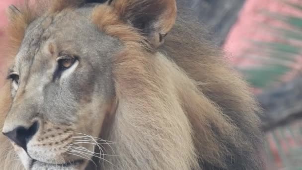Lew Lwica Otwierają Usta Król Dżungli Ryczący Szczegółowy Widok Zębów — Wideo stockowe