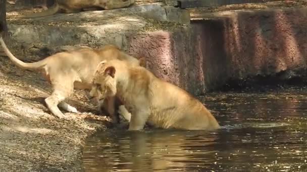 ライオンとライオンの口を開く ジャングル王森の中で歯の詳細なビューを轟音 ライオンズの頭を閉じると非常に詳細な ライオンの轟音 Ngorongoro保全 ライオン 近くのライオンのカメラを探して座って ジャングルの王ライオン — ストック動画
