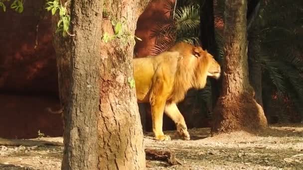 Leão Leoa Abrindo Boca Rei Selva Rugindo Visão Detalhada Dos — Vídeo de Stock