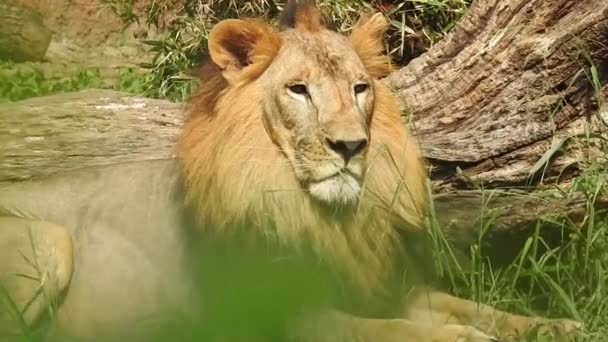 Lejonet Och Lejoninnan Öppnar Munnen Djungel Kung Rytande Detaljerad Bild — Stockvideo