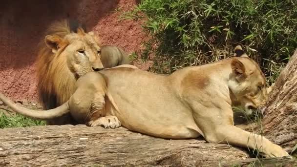 狮和狮女张嘴 在森林里 丛林之王咆哮着细看着牙齿 狮子头 靠近一点 非常详细 恩戈龙戈罗保护区的吼叫声 狮子坐着 密切注视着镜头的狮子 丛林之王狮子 — 图库视频影像