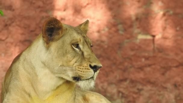 Projekt Zachování Afrických Lvů Krajina Fotografie Lvice Sedí Lese Zeleným — Stock video