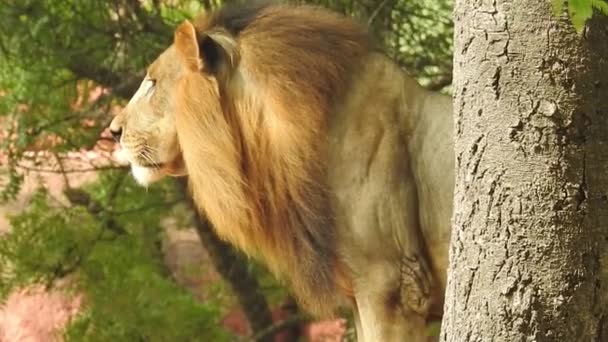 Afrikaanse Leeuwen Conservatie Project Landschapsfoto Van Leeuwin Zittend Bos Met — Stockvideo