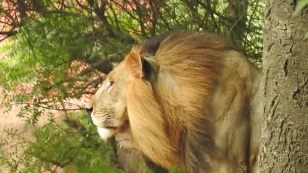 African Lions Conservation Project Landscape Photo Lioness Sitting Forest Green — Stock Video