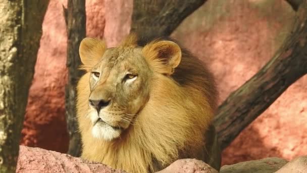 非洲狮子保护项目 狮子女坐在绿树成荫的森林里 绿树成荫 草木成荫 特写镜头狮子看相机 丛林王龙坐着看相机在特写镜头 狮子看 — 图库视频影像