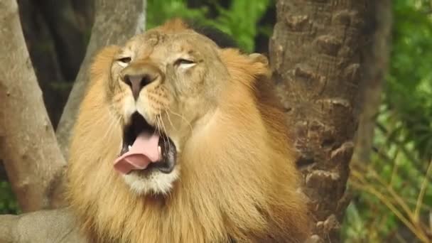 Projet Conservation Des Lions Afrique Photo Paysage Lionne Assise Dans — Video