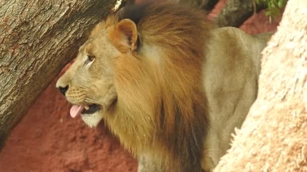 アフリカのライオン保護プロジェクト 木々や草と緑の背景と森の中に座って 探して雌ライオンの風景写真 近くのライオンのカメラを探して ジャングルキングロンに座って 近くのビューでカメラに向かっている ライオン探し — ストック動画