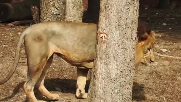Afrikaanse Leeuwen Conservatie Project Landschapsfoto Van Leeuwin Zittend Bos Met — Stockvideo