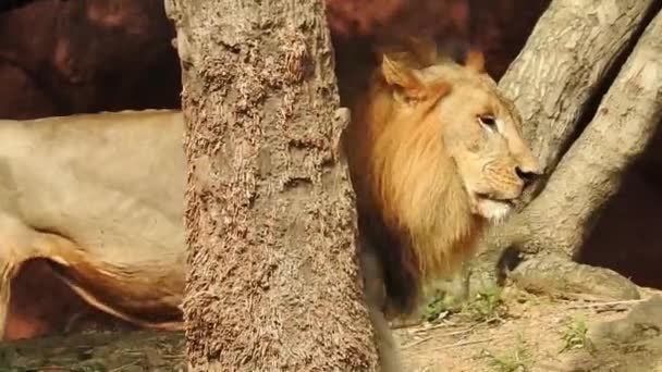 Projekt Ochrony Lwów Afrykańskich Krajobraz Zdjęcie Lwica Siedzi Lesie Zielonym — Wideo stockowe