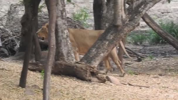 Projeto Conservação Leões Africanos Paisagem Foto Leoa Sentada Floresta Com — Vídeo de Stock