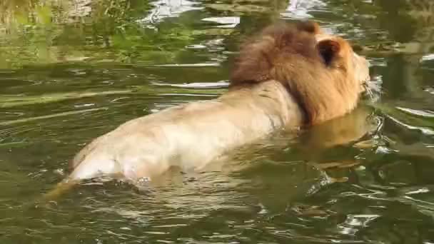 Proyek Konservasi Singa Afrika Foto Pemandangan Lioness Duduk Hutan Dengan — Stok Video