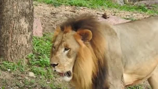 Proyek Konservasi Singa Afrika Foto Pemandangan Lioness Duduk Hutan Dengan — Stok Video