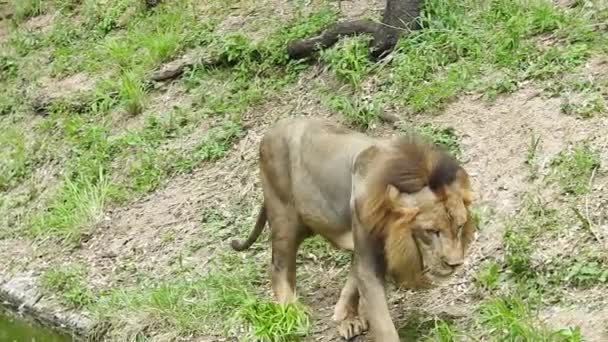 非洲狮子保护项目 狮子女坐在绿树成荫的森林里 绿树成荫 草木成荫 特写镜头狮子看相机 丛林王龙坐着看相机在特写镜头 狮子看 — 图库视频影像