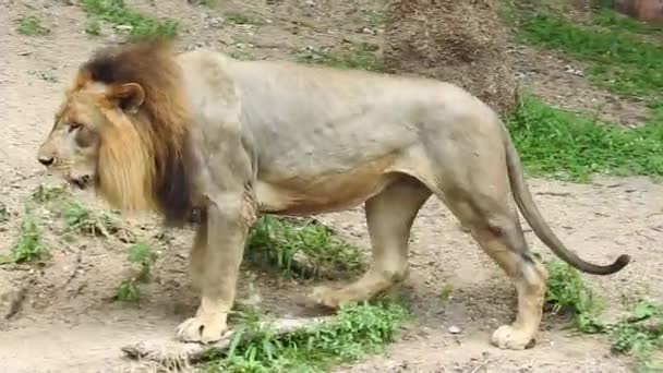 African Lions Conservation Project Paisaje Foto Leona Sentada Bosque Con — Vídeo de stock