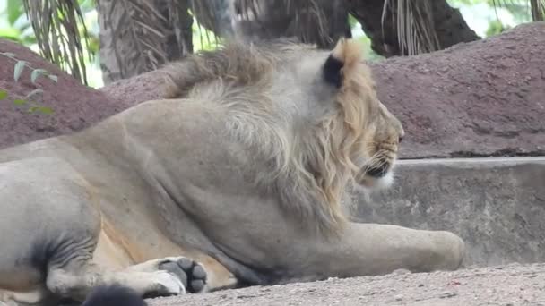 536 Lion attack Videos, Royalty-free Stock Lion attack Footage |  Depositphotos