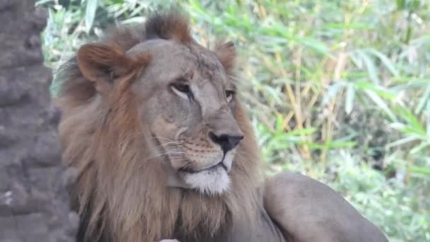 Proiectul Conservare Leilor Africani Fotografie Peisaj Lioness Așezat Pădure Fundal — Videoclip de stoc