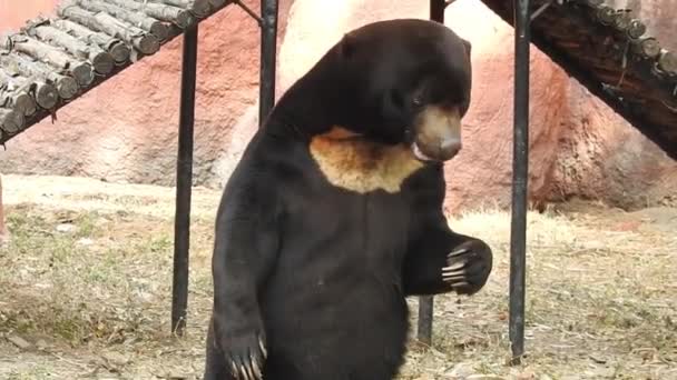 Matka Černého Medvěda Tři Mláďata Pasoucí Večerním Slunečním Světle Záběry — Stock video