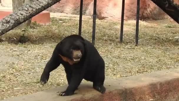 Fekete Medve Anya Három Kölyök Legelt Esti Napfényben Közeli Felvételek — Stock videók