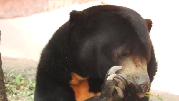Black Bear Mother Three Cubs Grazing Evening Sunlight Close Footage — Stock Video