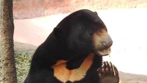 黑熊妈妈和三只幼熊在黄昏的阳光下吃草 在一个多风的早晨 特写镜头也放大了一点 露出了它们的头 亚洲黑熊野生动物保护区 熊宝宝们互相玩耍 爬上一棵大树熊 — 图库视频影像