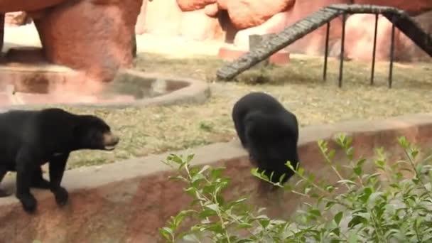 Fekete Medve Anya Három Kölyök Legelt Esti Napfényben Közeli Felvételek — Stock videók
