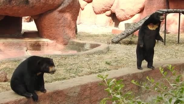 Black Bear Mãe Três Filhotes Pastando Luz Sol Noite Close — Vídeo de Stock