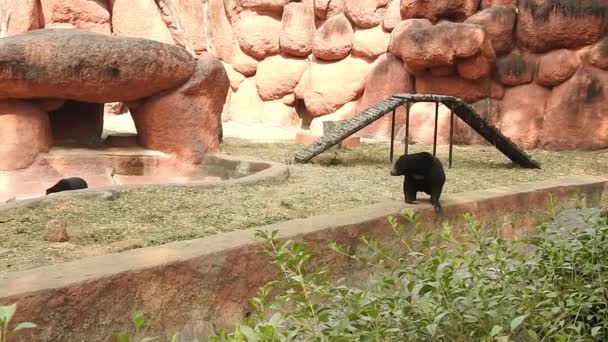 Мати Чорного Ведмедя Три Малята Пасуться Вечірньому Сонячному Світлі Збільшити — стокове відео