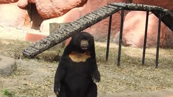 Mère Ours Noir Trois Oursons Broutant Dans Lumière Soleil Soir — Video