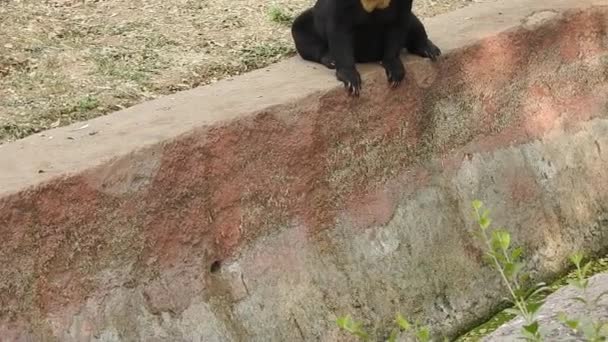 Mère Ours Noir Trois Oursons Broutant Dans Lumière Soleil Soir — Video