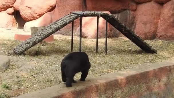 黒クマの母親と夕方の日差しの中で3匹の赤ちゃんの放牧 閉じる映像はまた 風の強い朝の間に頭を明らかにするために少しズームアウトしました 熊の赤ちゃんが遊んでいると大きな木のクマを登る — ストック動画