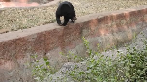 Matka Czarnego Niedźwiedzia Trzy Młode Wypasane Wieczornym Słońcu Zbliżenie Materiał — Wideo stockowe