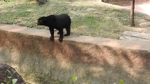 Мать Черного Медведя Три Детеныша Пасущиеся Вечернем Солнечном Свете Закрыли — стоковое видео