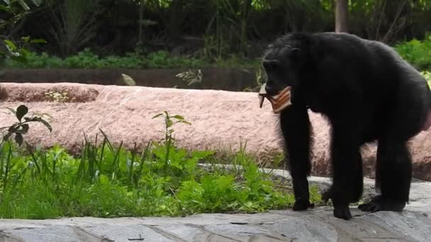 Retrato Chimpancé Corazón Naturaleza Sudáfrica Perchas Chimpancé Maduro Disfrutar Hierba — Vídeos de Stock