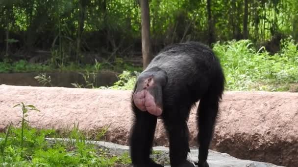 Portrait Chimpanzé Pleine Nature Afrique Sud Perches Chimpanzés Matures Apprécient — Video
