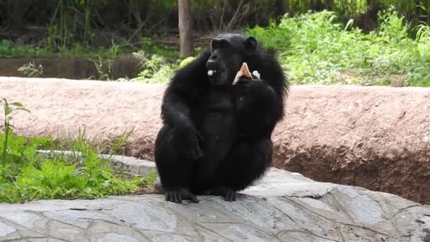 Portré Egy Csimpánz Természet Szívében Dél Afrika Érett Csimpánz Ülőrudak — Stock videók