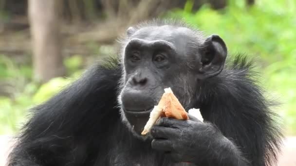 Porträtt Schimpans Hjärtat Naturen Sydafrika Gammal Schimpans Abborrar Njuta Gräs — Stockvideo