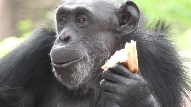 自然の中心部にあるチンパンジーの肖像画 南アフリカ 成熟したチンパンジーの群れは動物園で草の上で楽しむ 晴れた日には 豊かな植物に囲まれた猿のクローズアップ撮影 チンパンジーは長い間悲しい目で見ていました — ストック動画