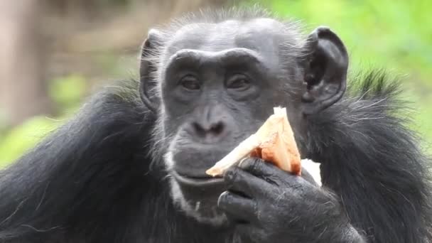 在南非的自然中心 黑猩猩的肖像 成熟的黑猩猩栖息在动物园的草地上 在阳光灿烂的日子里 一只被模糊的植物包围的猿猴的特写镜头 黑猩猩用悲伤的眼神看了很久 黑猩猩 — 图库视频影像