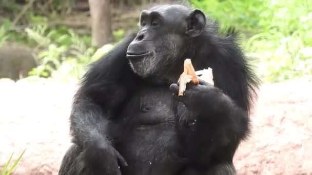 Retrato Chimpanzé Coração Natureza África Sul Maduro Chimpanzé Poleiros Desfrutar — Vídeo de Stock