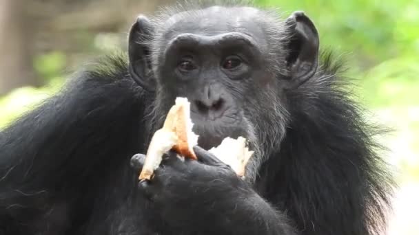 自然の中心部にあるチンパンジーの肖像画 南アフリカ 成熟したチンパンジーの群れは動物園で草の上で楽しむ 晴れた日には 豊かな植物に囲まれた猿のクローズアップ撮影 チンパンジーは長い間悲しい目で見ていました — ストック動画