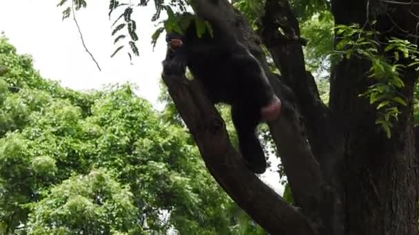Retrato Chimpancé Corazón Naturaleza Sudáfrica Perchas Chimpancé Maduro Disfrutar Hierba — Vídeos de Stock