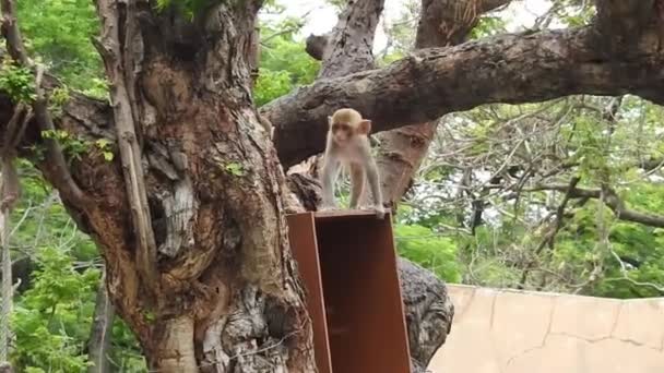 图片上可爱的猴子在树枝上看着相机 相当湿的猿在树枝上嬉戏 异国情调的森林里野生动物的滑稽景象 常见的小松鼠猴也被称为Saimiri Sciurus 在树上寻找食物 可爱的猴子和猿宝宝 — 图库视频影像