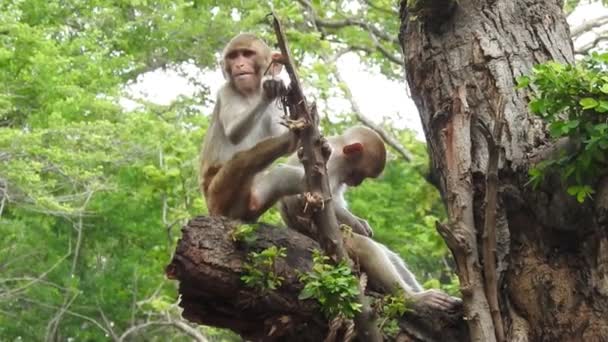 Retrato Macaco Bonito Ramo Olhando Para Câmera Macaco Muito Molhado — Vídeo de Stock