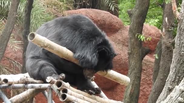 大黑熊在森林里爬来爬去寻找食物 棕熊寻找食物 熊在森林里觅食 欧洲野生动物的天性 黑熊宝宝在黄昏的阳光下 一只黑熊走向镜头前 在森林里停住了熊的特写 — 图库视频影像
