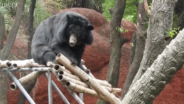Urso Negro Perseguir Floresta Busca Comida Urso Castanho Procura Comida — Vídeo de Stock