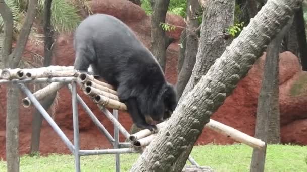 Wielki Czarny Niedźwiedź Przemierzający Las Poszukiwaniu Jedzenia Brązowy Niedźwiedź Szuka — Wideo stockowe