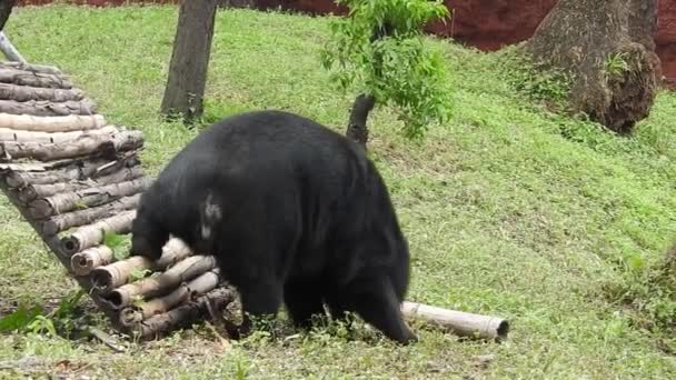 Gran Oso Negro Acechando Por Bosque Busca Comida Oso Pardo — Vídeos de Stock